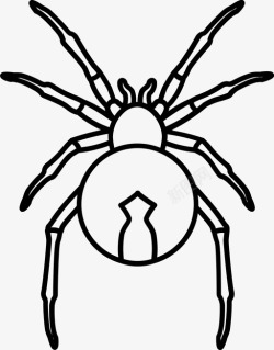 条纹蜘蛛红背蜘蛛澳大利亚危险图标高清图片