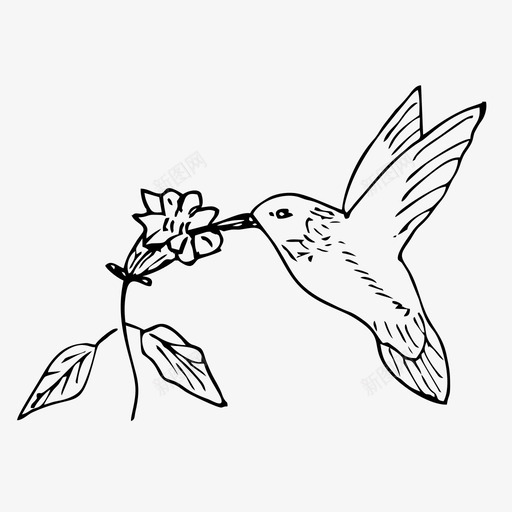 蜂鸟colibri手绘图标svg_新图网 https://ixintu.com colibri 手绘 手绘图标 素描 蜂鸟