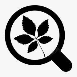 人参叶片类型人参叶片类型高清图片