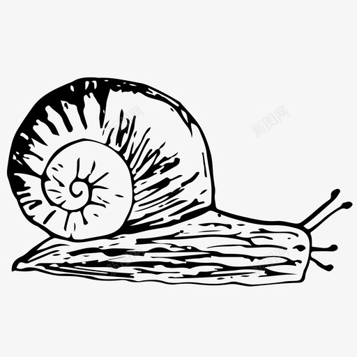 蜗牛蛤蜊手绘图标svg_新图网 https://ixintu.com 手绘 素描 自然 蛤蜊 蜗牛