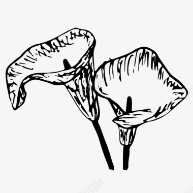马蹄莲花手绘图标图标