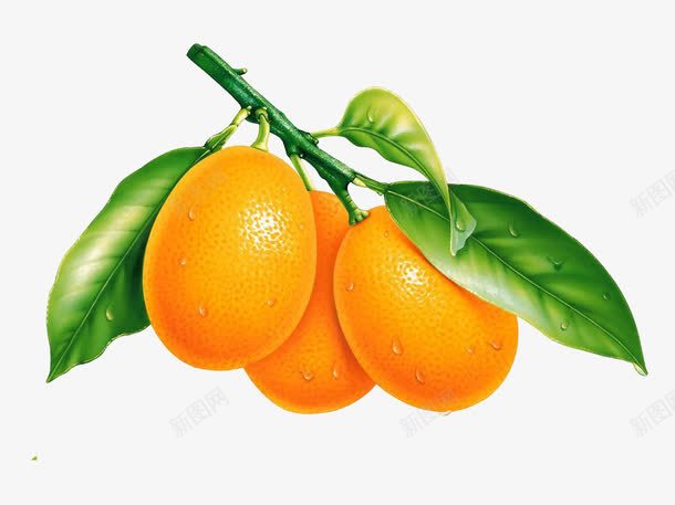 水果png免抠素材_新图网 https://ixintu.com 桔子 橙色 水果
