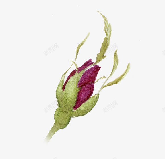 彩色铅笔玫瑰花苞png免抠素材_新图网 https://ixintu.com 玫瑰 花苞 铅笔