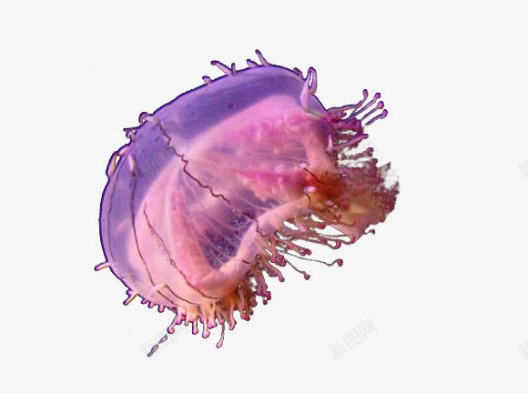 淡紫色的水母png免抠素材_新图网 https://ixintu.com 优美 水母 海洋生物 红色 艺术摄影
