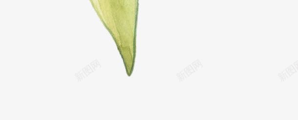 一片树叶png免抠素材_新图网 https://ixintu.com PNG图形 PNG装饰 手绘 树叶 植物 装饰