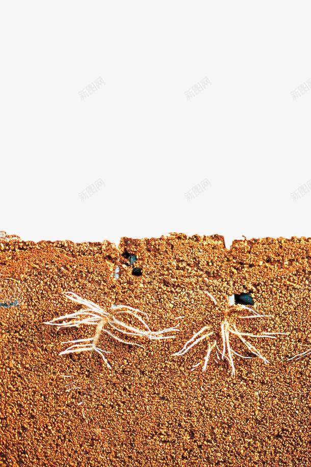 土壤横切面png免抠素材_新图网 https://ixintu.com 土地 土壤 土壤剖面 泥土 黄色