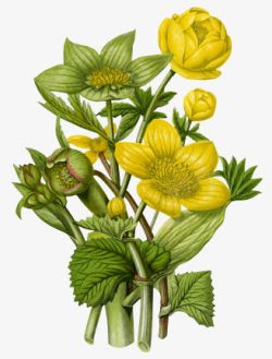 创意黄色的花卉植物合成素材