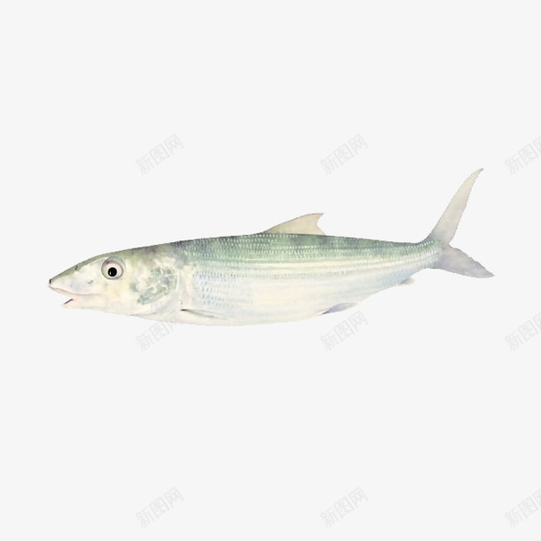 白色的鲳鱼png免抠素材_新图网 https://ixintu.com PNG素材 手绘 白色 鲳鱼