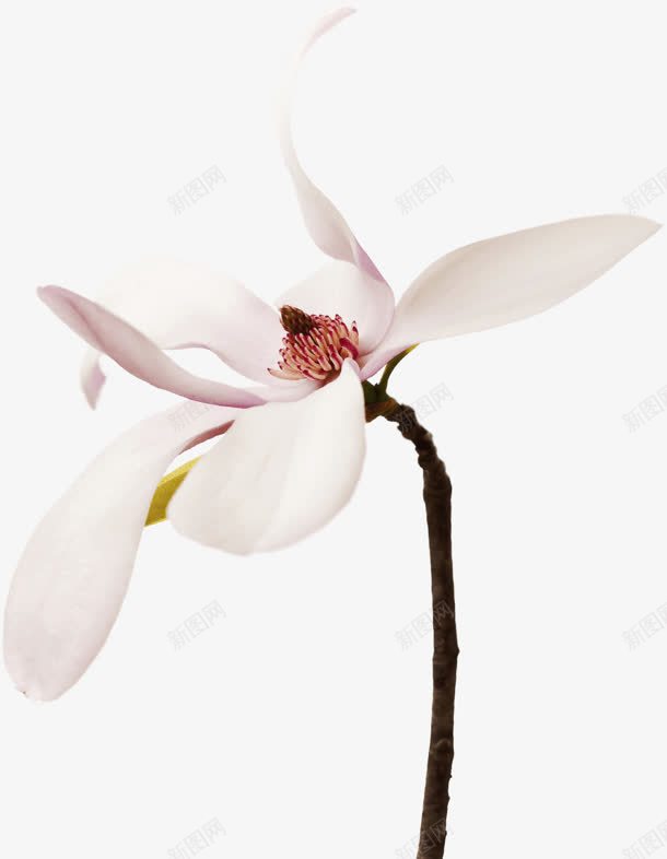 白色创意花卉植物合成png免抠素材_新图网 https://ixintu.com 创意 合成 植物 白色 花卉