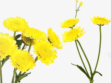 卡通黄色风景花朵植物png免抠素材_新图网 https://ixintu.com 卡通 植物 花朵 风景 黄色