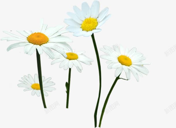 春天白色雏菊装饰花朵png免抠素材_新图网 https://ixintu.com 春天 白色 花朵 装饰