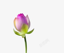 没开放的莲花莲花高清图片