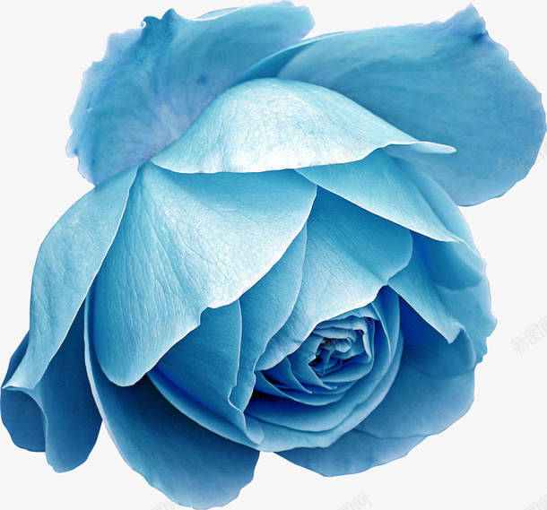 蓝色唯美花朵装饰png免抠素材_新图网 https://ixintu.com 创意 花朵 蓝色 装饰