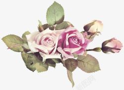 彩绘玫瑰花朵花苞装饰素材