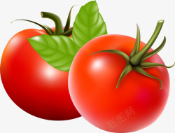 西红柿叶子矢量图素材