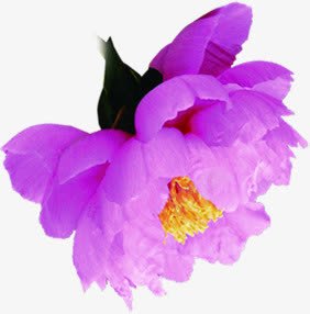 创意海报植物花朵紫色png免抠素材_新图网 https://ixintu.com 创意 植物 海报 紫色 花朵