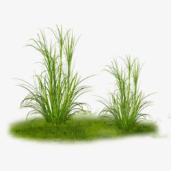 植物草绿草两束草素材