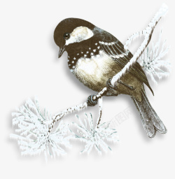 雪中的小鸟素材