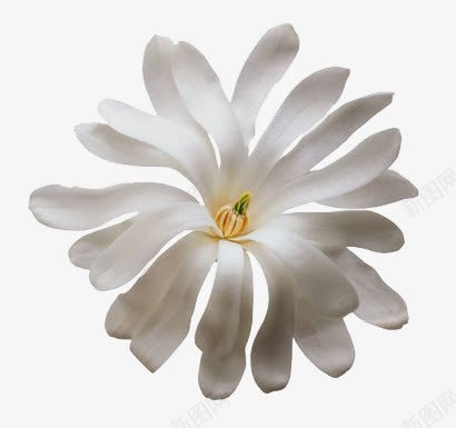 白色小花实物png免抠素材_新图网 https://ixintu.com 清新花朵 花朵实物图片 花朵透明图片 花瓣
