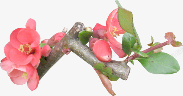 唯美桃花png免抠素材_新图网 https://ixintu.com 唯美 想 树枝 桃花 植物 水彩 粉色 花朵 花瓣