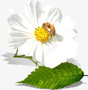 创意摄影白色的茉莉花png免抠素材_新图网 https://ixintu.com 创意 摄影 白色 茉莉花