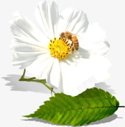 创意摄影白色的茉莉花素材