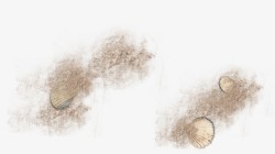 棕色扇贝棕色沙子扇贝高清图片
