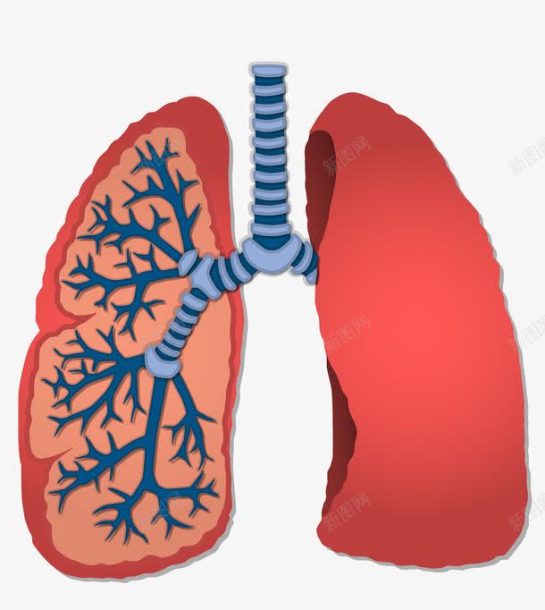 内脏png免抠素材_新图网 https://ixintu.com 人体组织 内脏 肺叶 血管