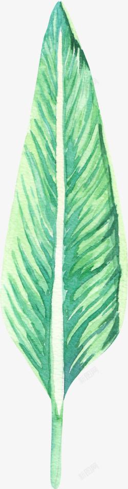 手绘水彩一片绿色树叶素材