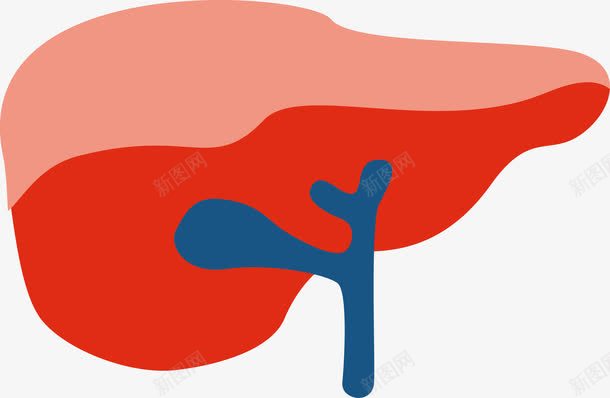 肺部血管png免抠素材_新图网 https://ixintu.com 人体器官 健康 医疗健康 医疗内脏 医疗卡通 医疗器械 医疗科技 医疗科研 肺部血管