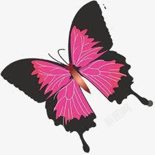 粉色可爱唯美展翅蝴蝶素材