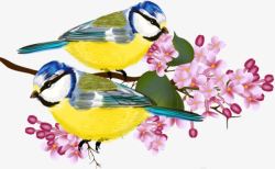 山雀手绘站在桃花枝上的黄腹山雀高清图片