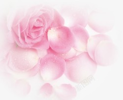 粉色梦幻玫瑰花朵花瓣素材