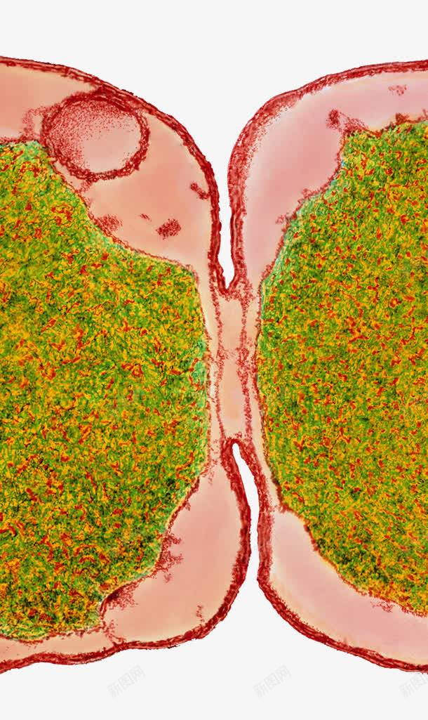 细胞遗传物质png免抠素材_新图网 https://ixintu.com 生物科技 细胞分裂 细胞壁 遗传物质