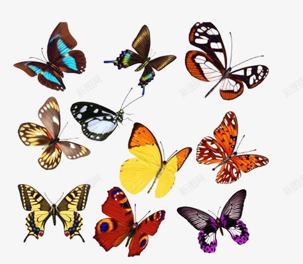 各种各样的蝴蝶png免抠素材_新图网 https://ixintu.com 唯美 唯美图片 简单的图片 花蝴蝶图片 蝴蝶背景图片 装饰图片蝴蝶