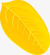一片树叶素材