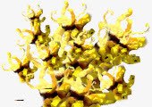 金色珊瑚海报背景png免抠素材_新图网 https://ixintu.com 珊瑚海 背景 金色