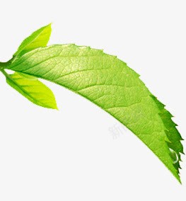 草本植物的绿色叶子png免抠素材_新图网 https://ixintu.com 叶子 绿色 草本植物