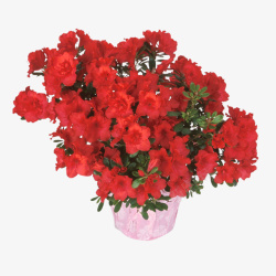 红色花束图形素材