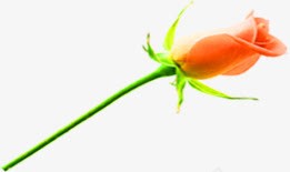 教师节海报植物花朵png免抠素材_新图网 https://ixintu.com 教师节 植物 海报 花朵 设计