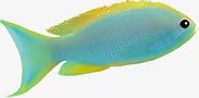 水底热带鱼png免抠素材_新图网 https://ixintu.com 水底生物 海元素 海鱼