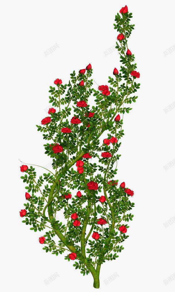 手绘一株高大的月季png免抠素材_新图网 https://ixintu.com 一株高大的月季 手绘 手绘植物 植物 花朵