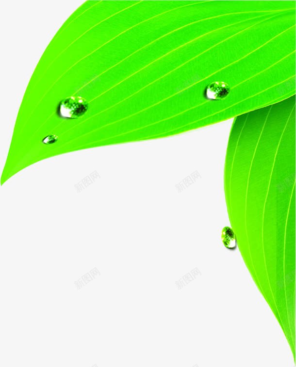 正在滴水的绿色叶子png免抠素材_新图网 https://ixintu.com 叶子 正在 滴水 绿色