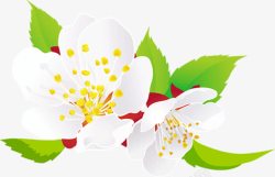 春天手绘白色花朵装饰素材