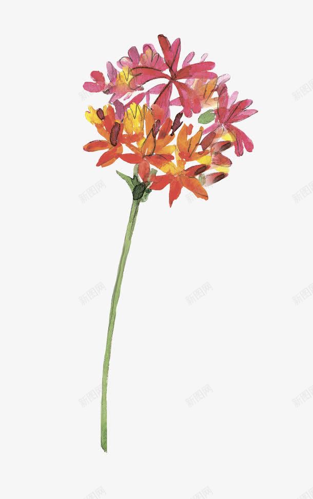 手绘花朵png免抠素材_新图网 https://ixintu.com 彼岸花 植物 花卉 花朵
