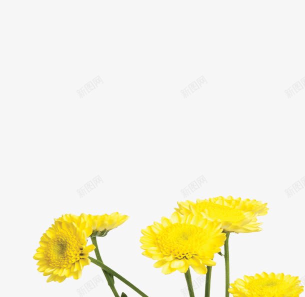 黄色夏日花朵海报植物png免抠素材_新图网 https://ixintu.com 夏日 植物 海报 花朵 黄色