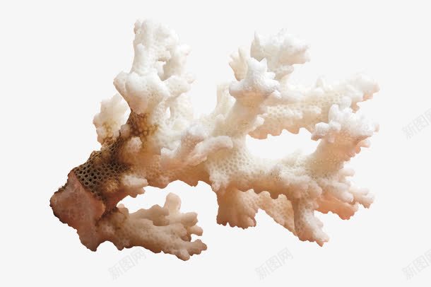 漂亮创意珊瑚png免抠素材_新图网 https://ixintu.com 创意珊瑚 漂亮珊瑚 珊瑚 珊瑚素材