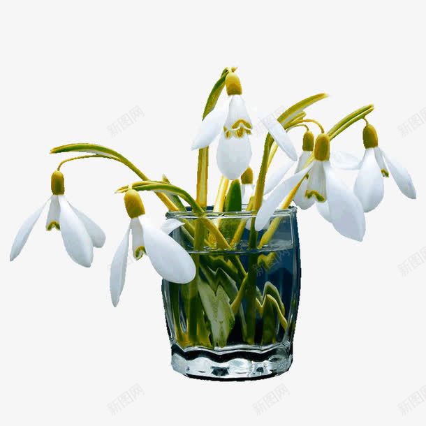 小百花png免抠素材_新图网 https://ixintu.com 创意花朵 杯子中的花 白色花朵