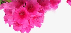 春天粉色花朵边框装饰素材