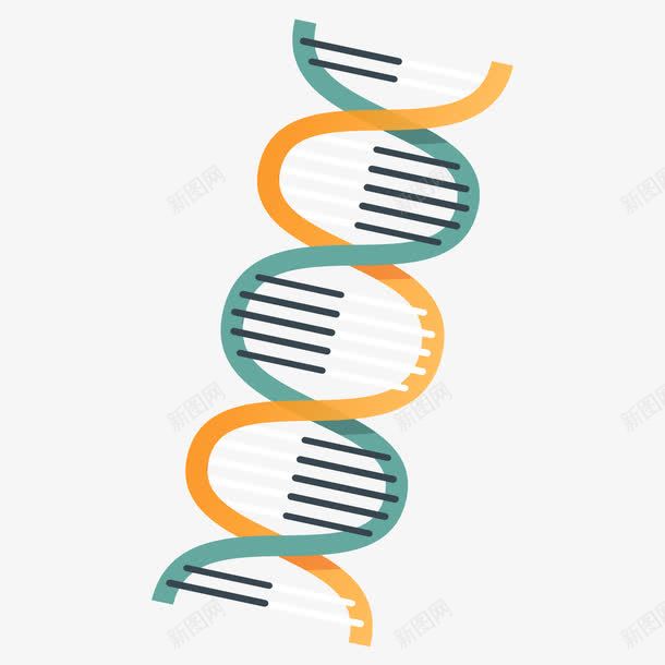 扁平化染色体psd免抠素材_新图网 https://ixintu.com 基因 扁平化 染色体 素材